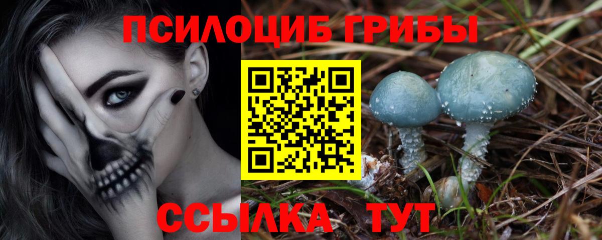 Курчалой  купить наркоту  Вход с VPN  Псилоцибиновые грибы Magic Shrooms  Галлюциногенные грибы GOLDEN TEACHER 